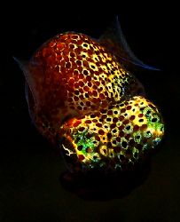 Bobtail squid Euprymna scalopes, swimminh at night; Kaneo... by Christine Huffard 